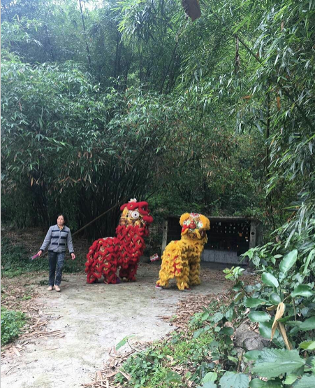 靖西福良村舞狮庆村庆，全村上下热闹一翻！ - 靖西市·靖西网