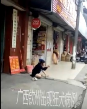 广西钦州市发生疯狗咬人，使这个女人象狂犬一样吠？ - 靖西市·靖西网