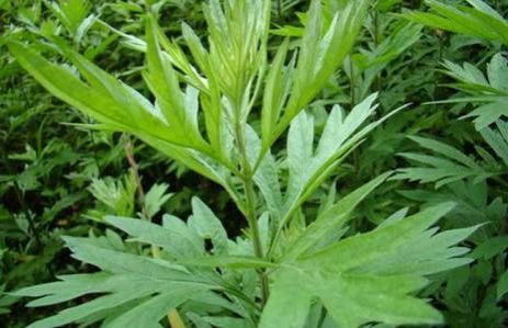 艾叶来泡脚，这么有用！靖西乡下艾草很多，随便采，不花钱 - 靖西市·靖西网