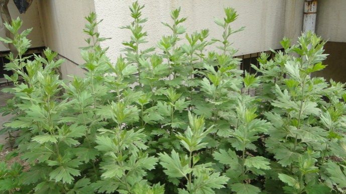 艾叶来泡脚，这么有用！靖西乡下艾草很多，随便采，不花钱 - 靖西市·靖西网