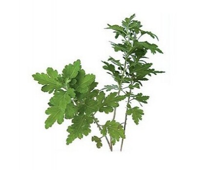 艾叶来泡脚，这么有用！靖西乡下艾草很多，随便采，不花钱 - 靖西市·靖西网