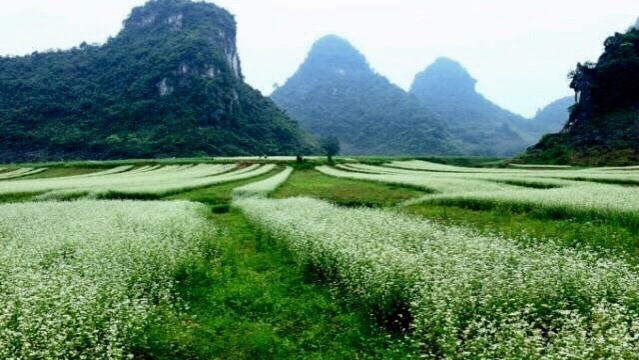 山前望田野，荞麦花如雪。 - 靖西市·靖西网