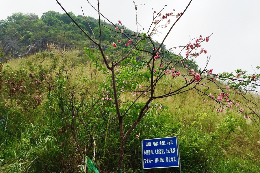 樱桃红陌上，柳叶绿池边。银山上的樱桃，龙潭边的柳树 - 靖西市·靖西网