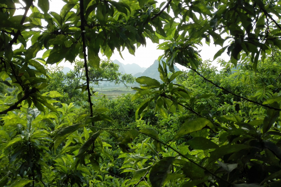 周末去同德摘李果，乐在途中，乐趣不减！风光无限！ - 靖西市·靖西网