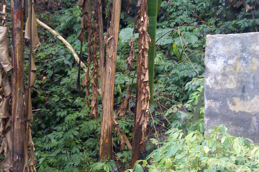 靖西魁圩一带茂密山林一游，顺便带几节野芭蕉蕊回来，野菜野果有钱都买不到 - 靖西市·靖西网