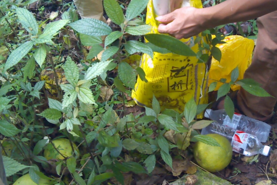 靖西魁圩一带茂密山林一游，顺便带几节野芭蕉蕊回来，野菜野果有钱都买不到 - 靖西市·靖西网