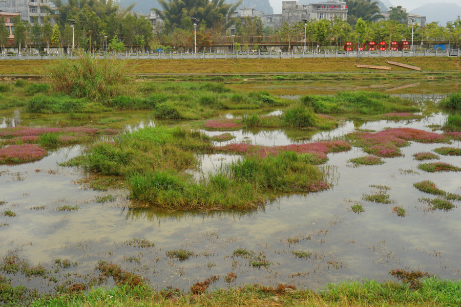 湿地 - 靖西市·靖西网