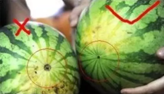 夏天吃西瓜的呗侬都这样挑的！！！！ - 靖西市·靖西网