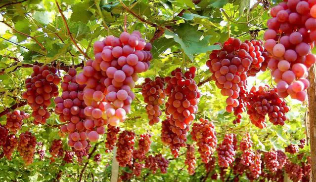 夏天吃西瓜的呗侬都这样挑的！！！！ - 靖西市·靖西网