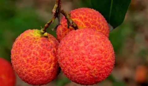 夏天吃西瓜的呗侬都这样挑的！！！！ - 靖西市·靖西网