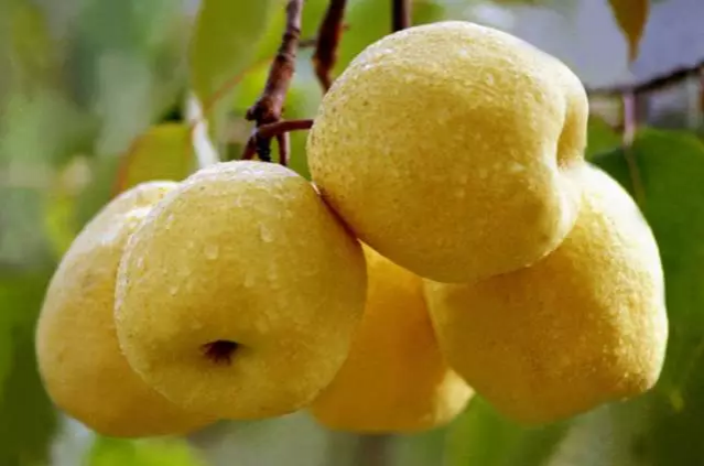 夏天吃西瓜的呗侬都这样挑的！！！！ - 靖西市·靖西网