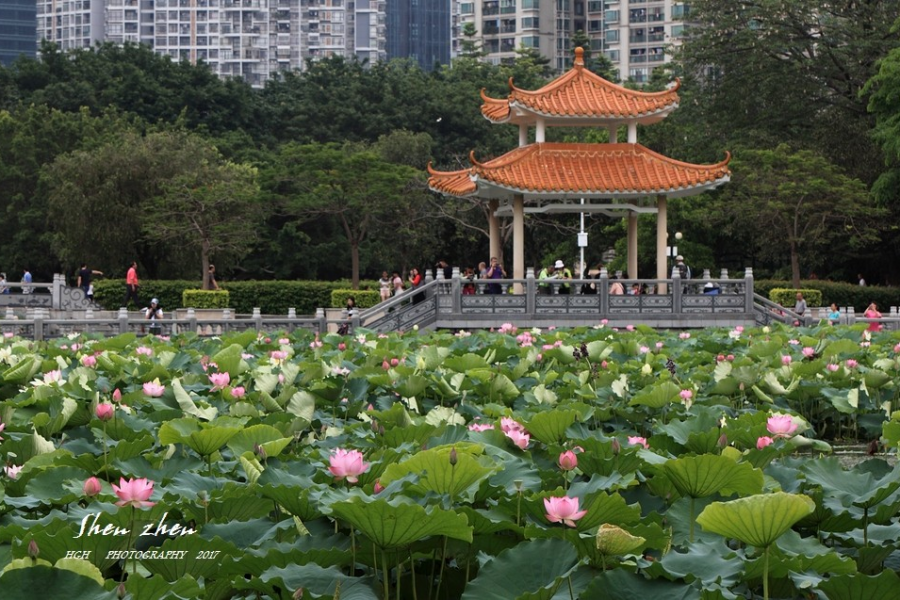 荷之爱，夏之爱 - 靖西市·靖西网