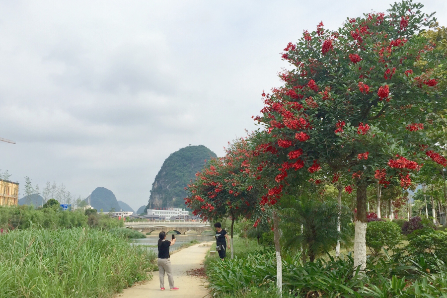 靖西湿地公园花正艳 - 靖西市·靖西网