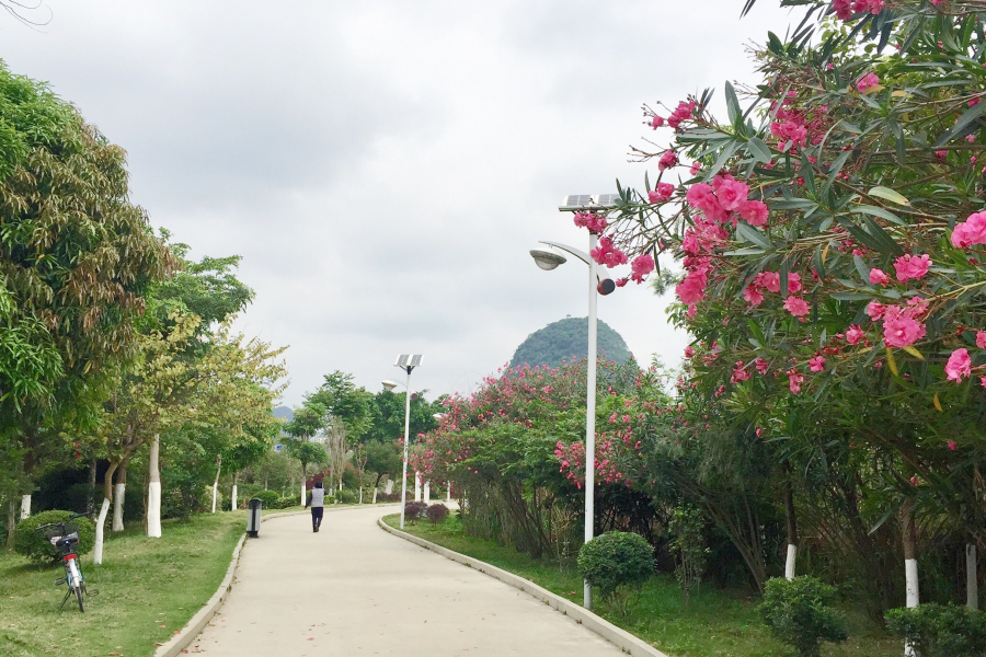 靖西湿地公园花正艳 - 靖西市·靖西网