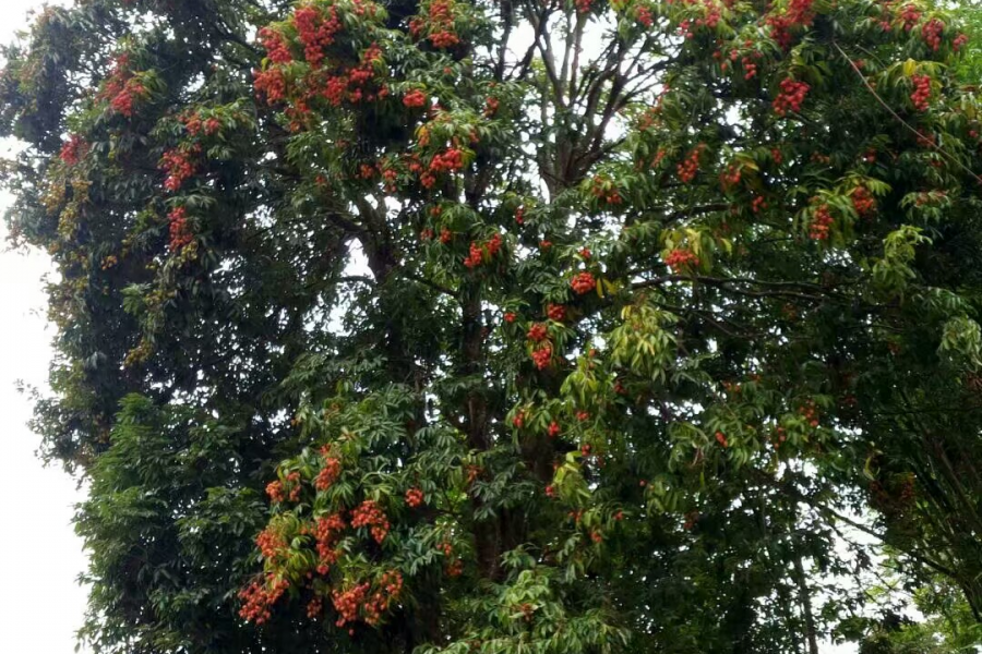 端午节家里没有包‘牛角’，没有包粽子，但是家里房子后面的那颗荔枝熟了，你回家吗？ - 靖西市·靖西网