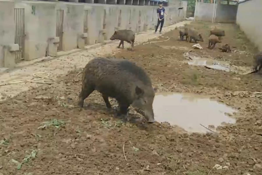 西南第一牛市（靖西.龙临）遐想 - 靖西市·靖西网