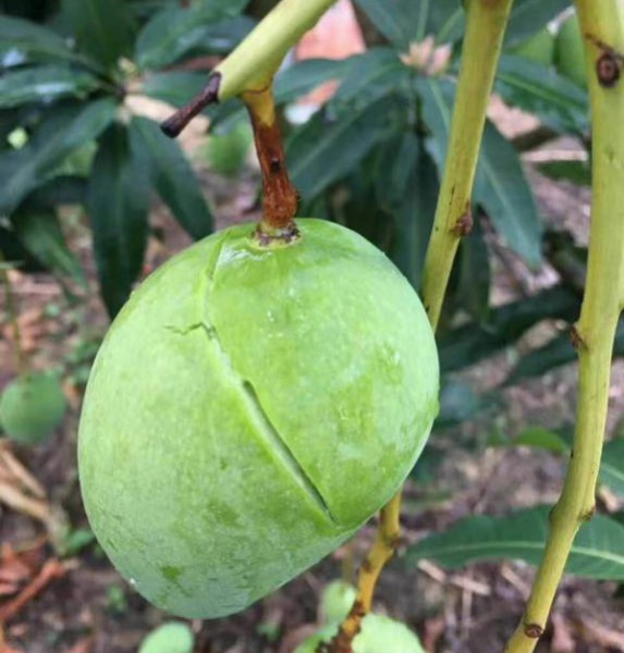 都是因为一场冰雹，田东果农经济损失上千万 - 靖西市·靖西网