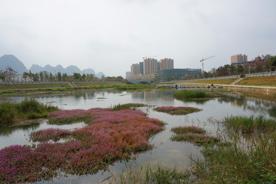 百色有4个国字头湿地公园，靖西龙潭国家湿地公园 - 靖西市·靖西网