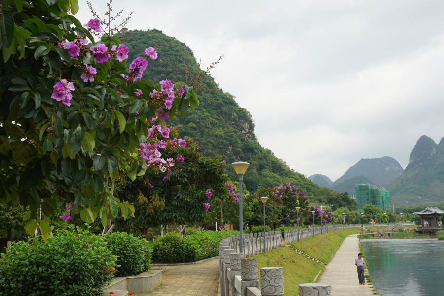 紫薇花开 - 靖西市·靖西网