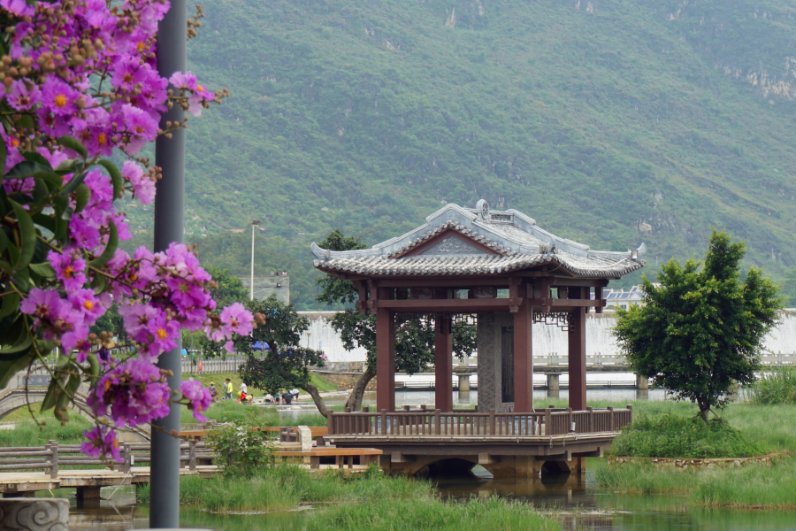 紫薇花开 - 靖西市·靖西网