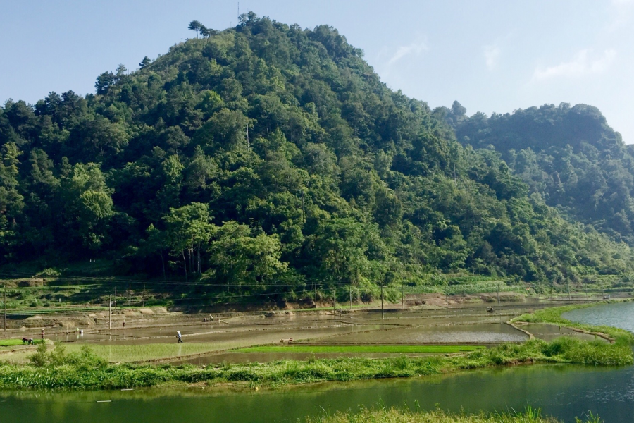 山村入仲夏，四野皆插秧。 - 靖西市·靖西网