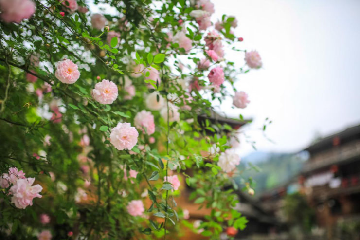 心中的桃花源--酉阳桃花源二日游攻略 - 靖西市·靖西网