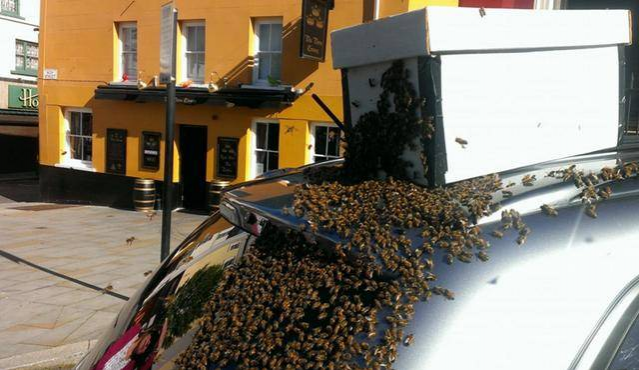 女子汽车被蜜蜂围攻，原来这样子也可以把蜜蜂引来 - 靖西市·靖西网