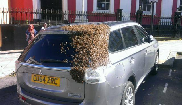 女子汽车被蜜蜂围攻，原来这样子也可以把蜜蜂引来 - 靖西市·靖西网