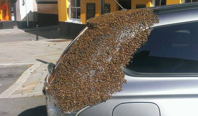 女子汽车被蜜蜂围攻，原来这样子也可以把蜜蜂引来 - 靖西市·靖西网