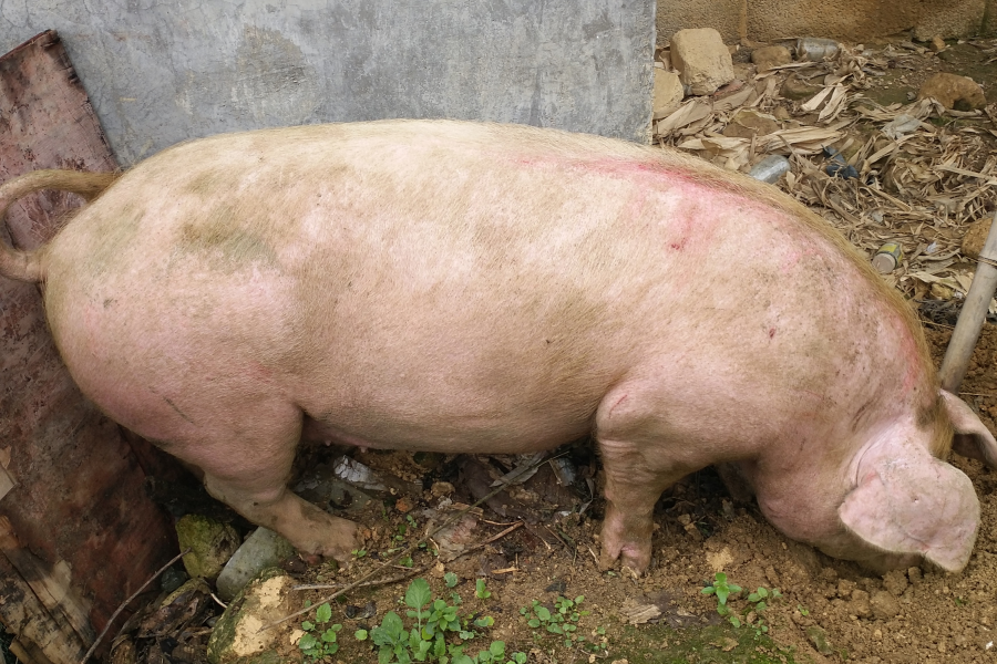 正宗本地农村散养土猪肉 - 靖西市·靖西网