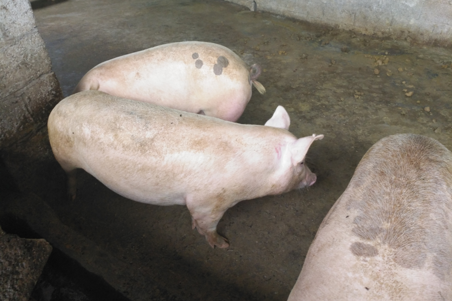 正宗本地农村散养土猪肉 - 靖西市·靖西网