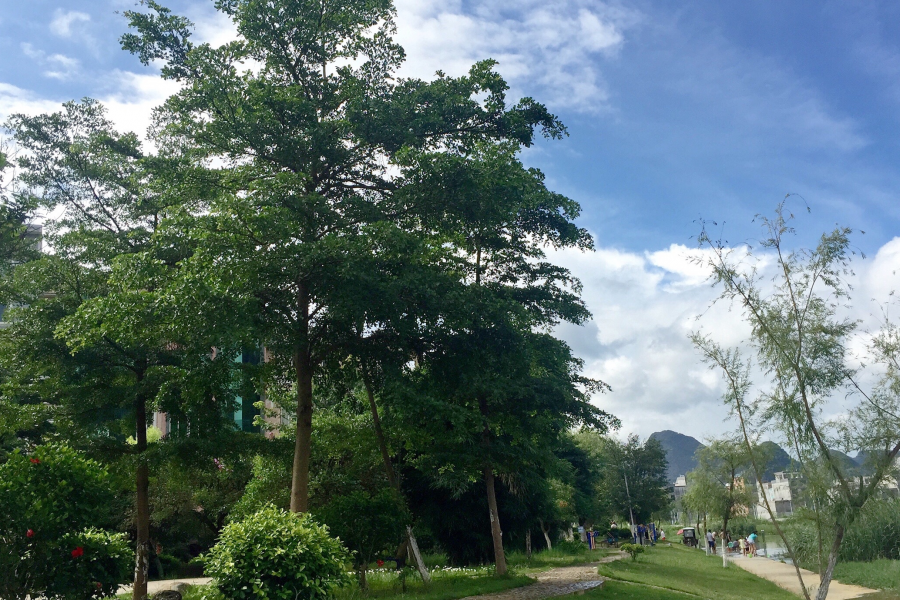 浪漫的夏季_靖西龙潭河岸景色。 - 靖西市·靖西网