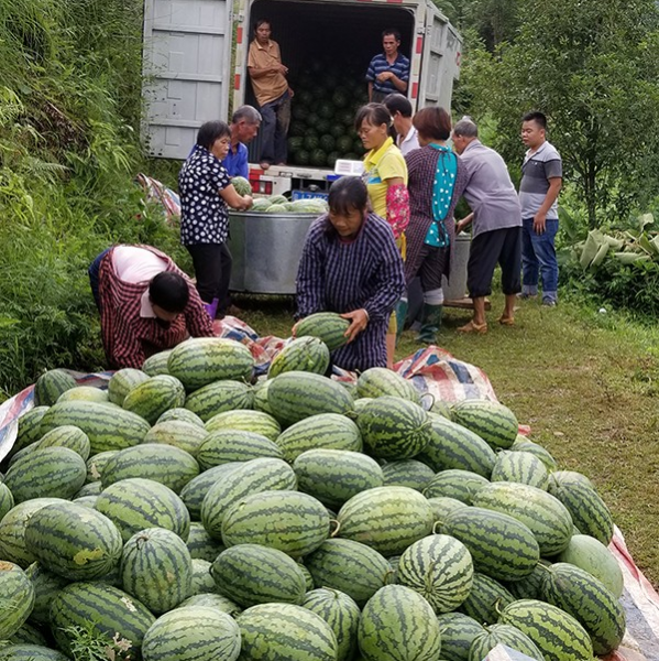 靖西孟求村15万斤西瓜严重滞销，愁坏了村民和第一书记 - 靖西市·靖西网