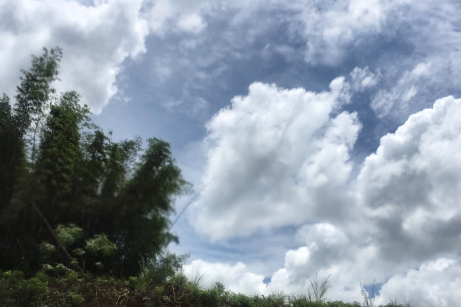 靖西的瑞祥现象 - 靖西市·靖西网