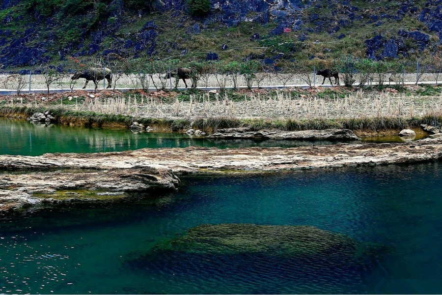 靖西三大景：龙潭，旧州，鹅泉 - 靖西市·靖西网