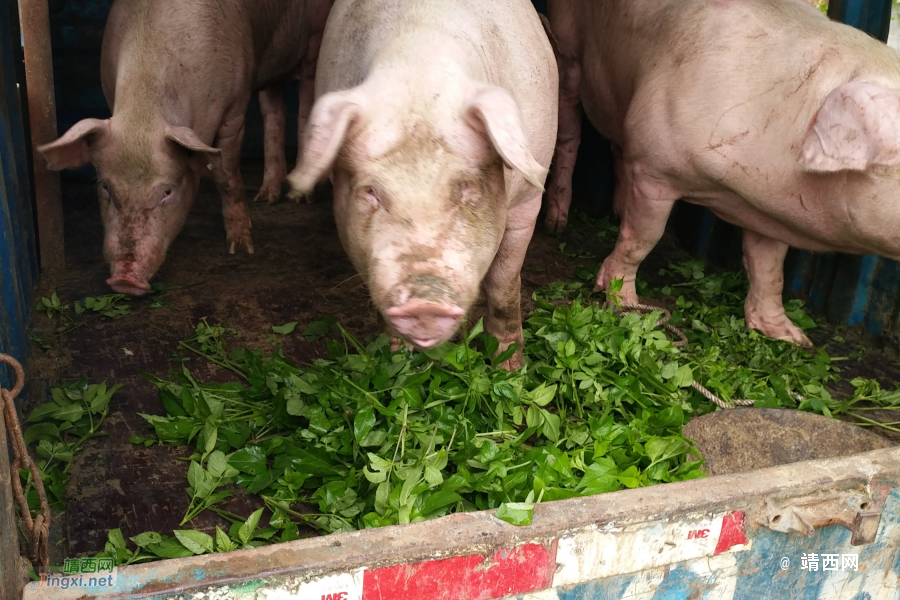 正宗本地农村散养土猪肉 - 靖西市·靖西网