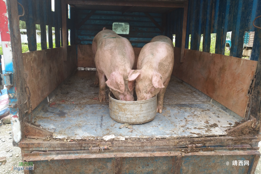 正宗本地农村散养土猪肉 - 靖西市·靖西网