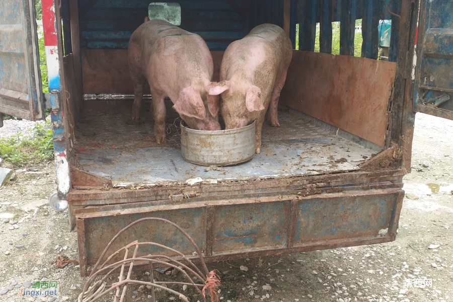 正宗本地农村散养土猪肉 - 靖西市·靖西网