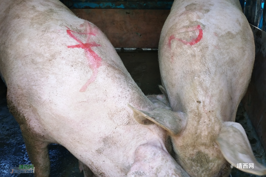 正宗本地农村散养土猪肉 - 靖西市·靖西网