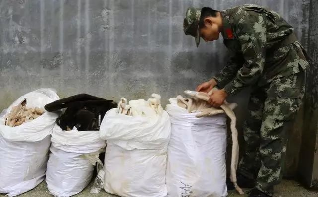 厉害了！靖西边境走私被抓，查获都是珍贵稀有品啊~~~~~ - 靖西市·靖西网