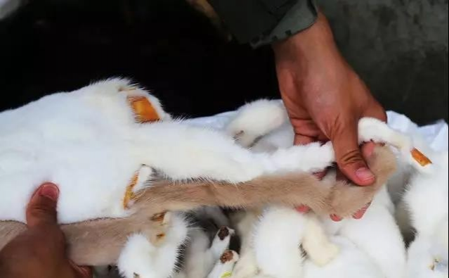 厉害了！靖西边境走私被抓，查获都是珍贵稀有品啊~~~~~ - 靖西市·靖西网