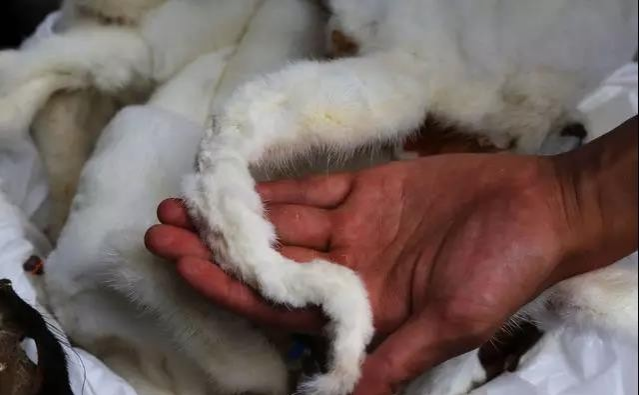 厉害了！靖西边境走私被抓，查获都是珍贵稀有品啊~~~~~ - 靖西市·靖西网