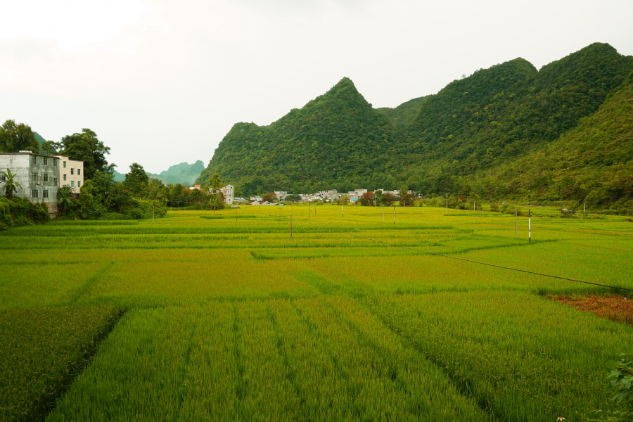 绿草碧水夏色浓，转身回眸又秋景。 - 靖西市·靖西网