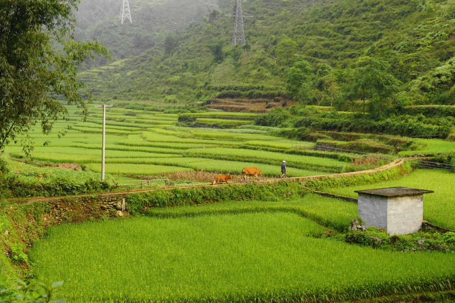 山村小景 - 靖西市·靖西网