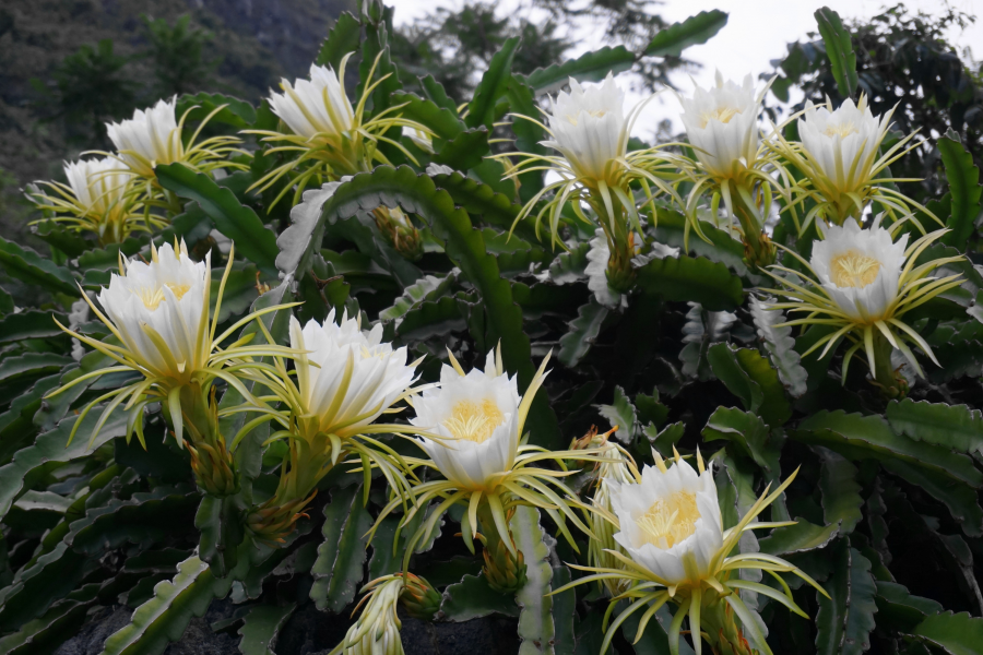 山村小景 - 靖西市·靖西网