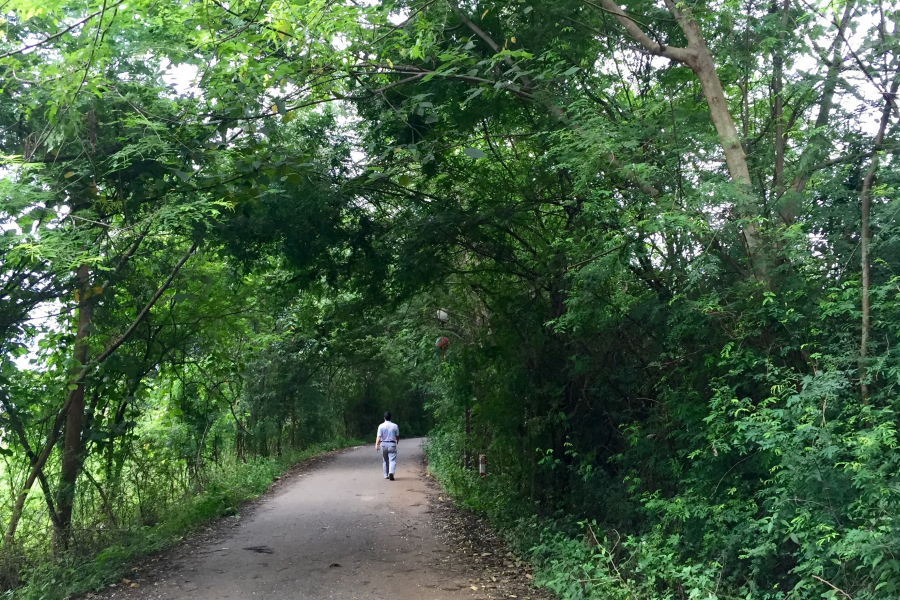 凉风扫夏暑，树叶传秋声。 - 靖西市·靖西网