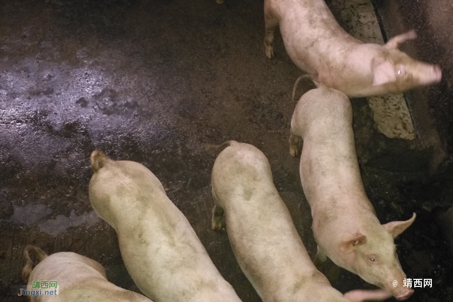 正宗本地农村散养土猪肉 - 靖西市·靖西网