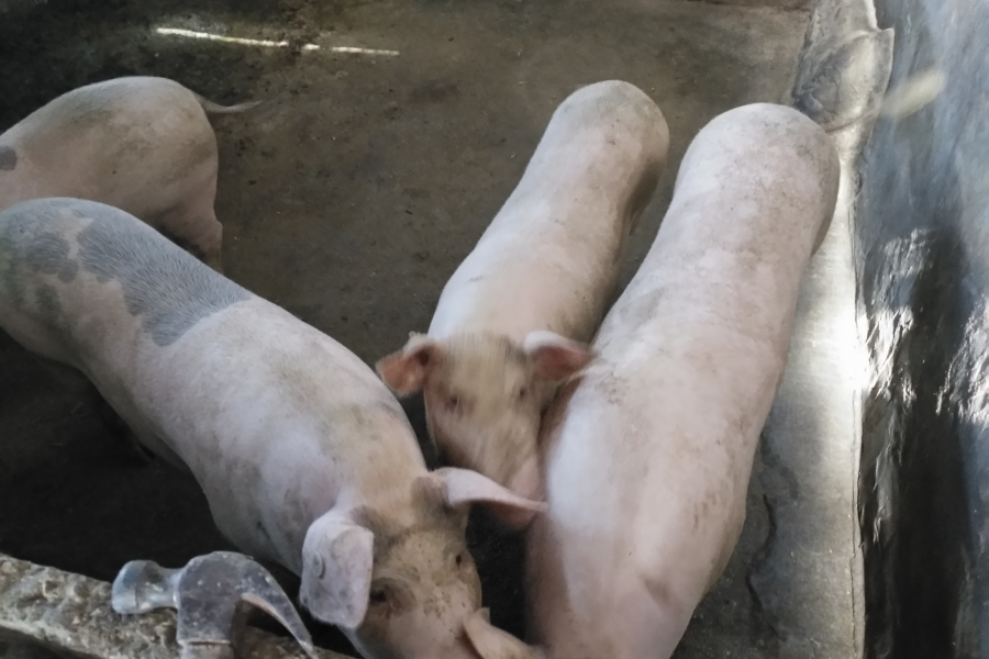 正宗本地农村散养土猪肉 - 靖西市·靖西网