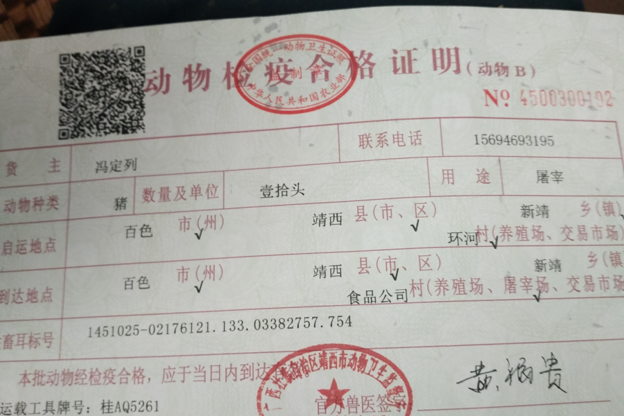 正宗本地农村散养土猪肉 - 靖西市·靖西网