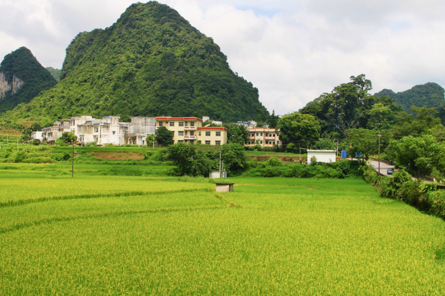 绿草碧水夏色浓，转身回眸又秋景。 - 靖西市·靖西网